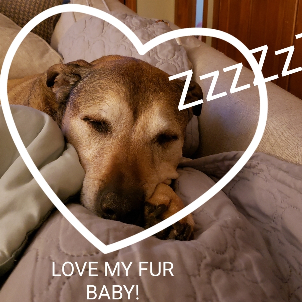 💕My Fur baby Sleeping💕 Such a sweet girl 💕